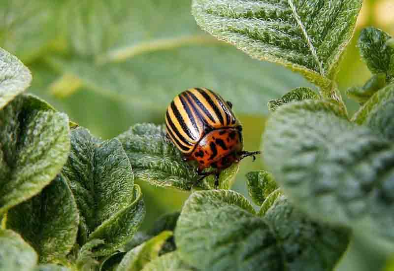 Types of Pests – Identify them Early