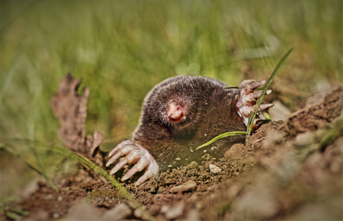 5 Pesky Signs Your Yard Has Become Home to Garden Moles