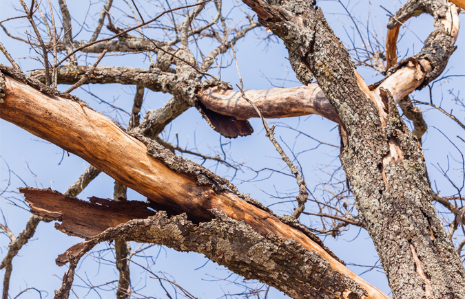 The Signs of a Dying Tree: A Guide for Homeowners