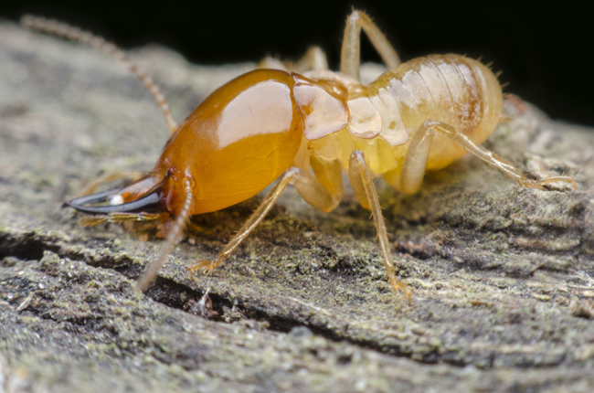 What Are the Different Types of Termites Found in Homes?