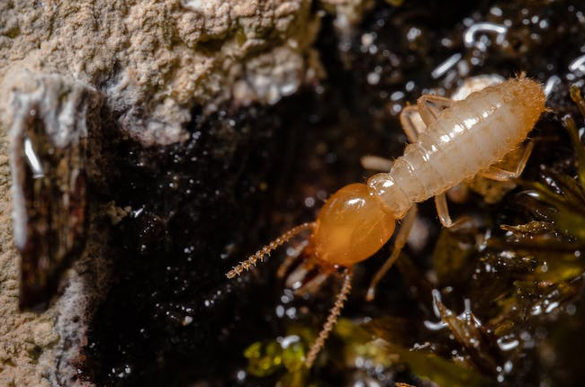 Understanding the Ecological Impact of Wood-Eating Termites