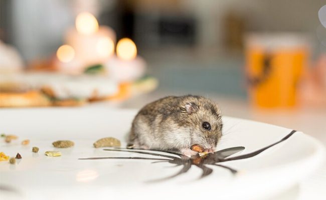 Eliminating rodents from a kitchen