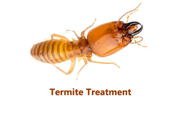 6 Main Termite Treatment Methods in Sydney Australia