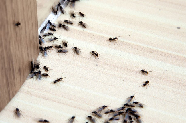 signs you need pest control